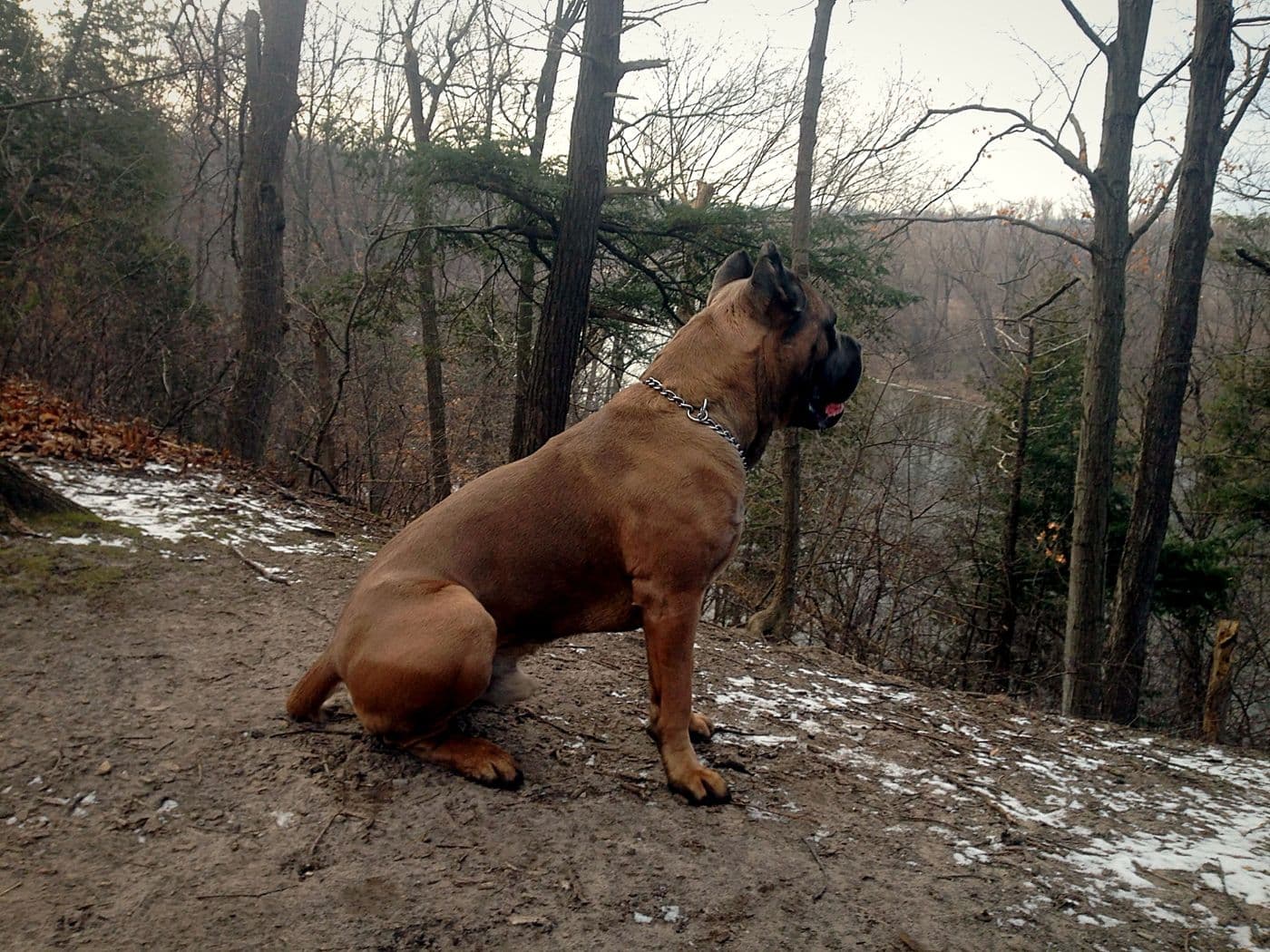 Large fawn Cane Corso sitting on a wooded ridge looking out over a river valley