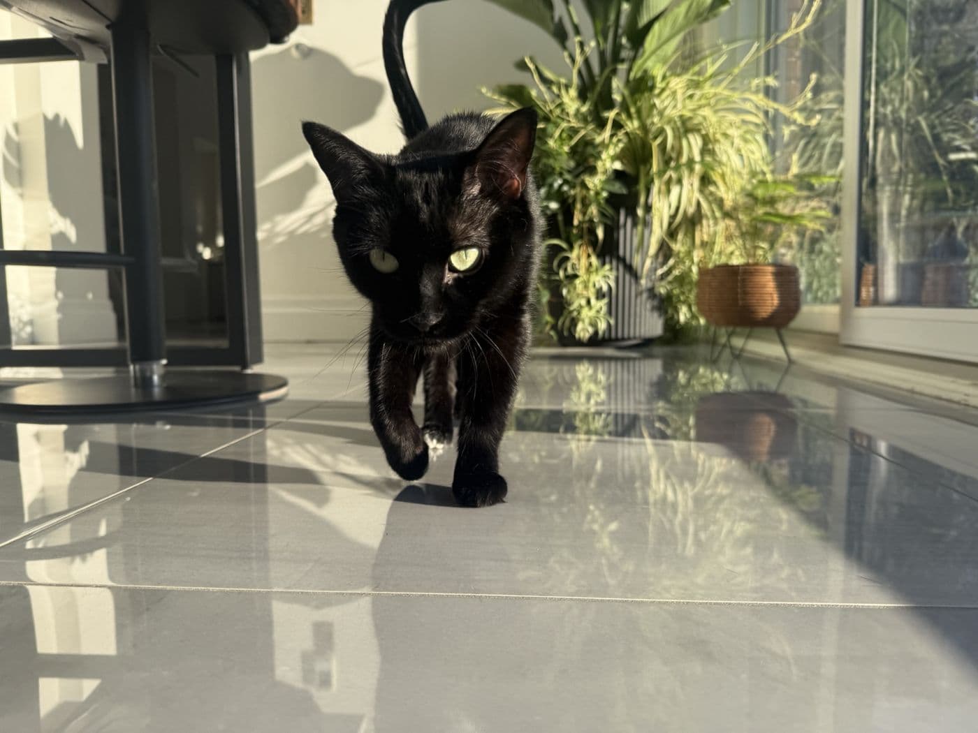 Black cat with green eyes walking toward the camera across a sunlit tiled floor